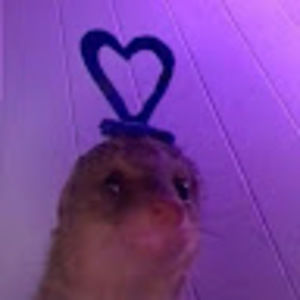 Meet your Posher, Rat